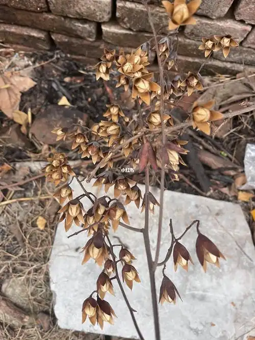 原来他叫香椿子,要解封啦,我不眠啦,思绪良多,想