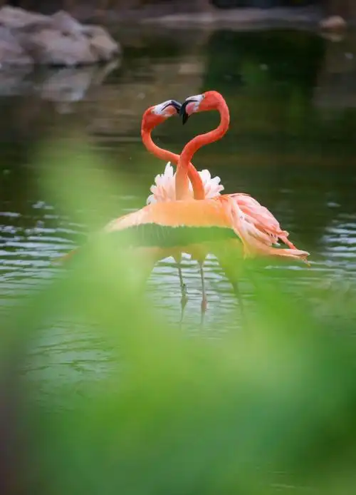 酒店火烈鸟场的火烈鸟在向我们秀恩爱
