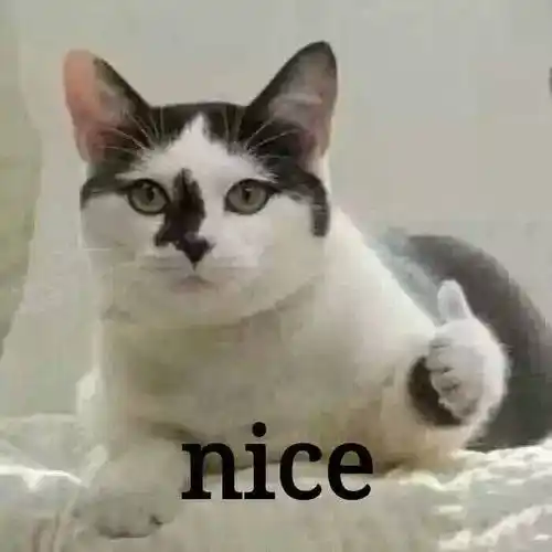 nice表情包 - 日常表情包