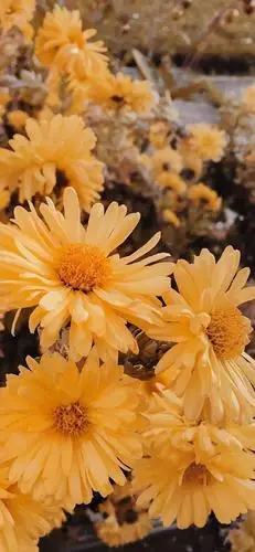 背景图壁纸橘色系壁纸朋友圈图集