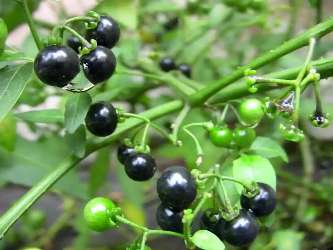 每日一味抗癌中药-龙葵,清热解毒,利水消肿功效显著-武陵观察网