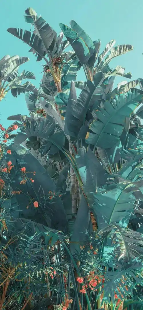 分享几张壁纸 - 华为nova5/nova5 pro其他 花粉俱乐部