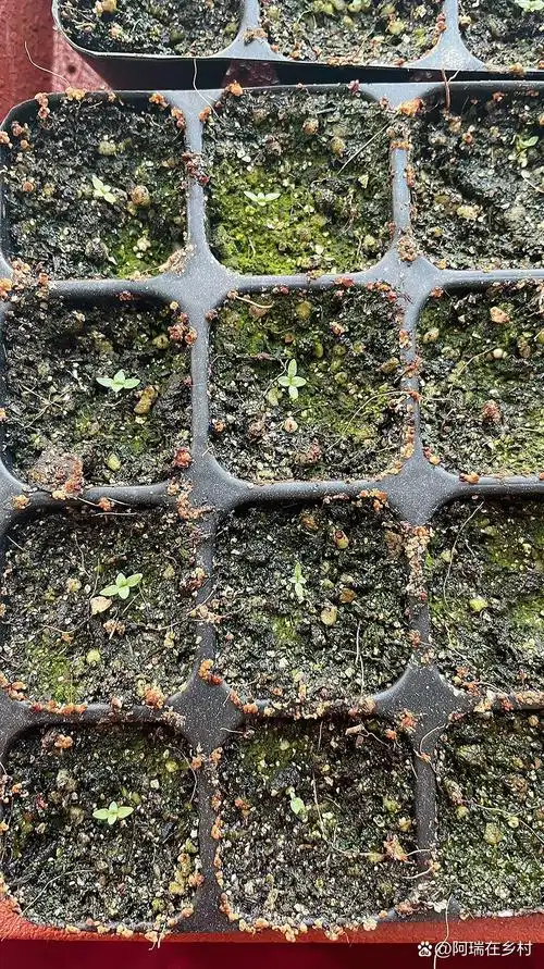 洋桔梗花苗 22天的洋桔梗长出了第一对真叶,期待小苗苗快快长大