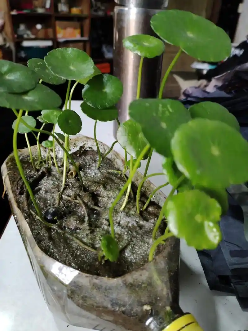 铜钱草 #盆栽会带来好运哦 #生机勃勃 #水培植物 #静待 - 抖音