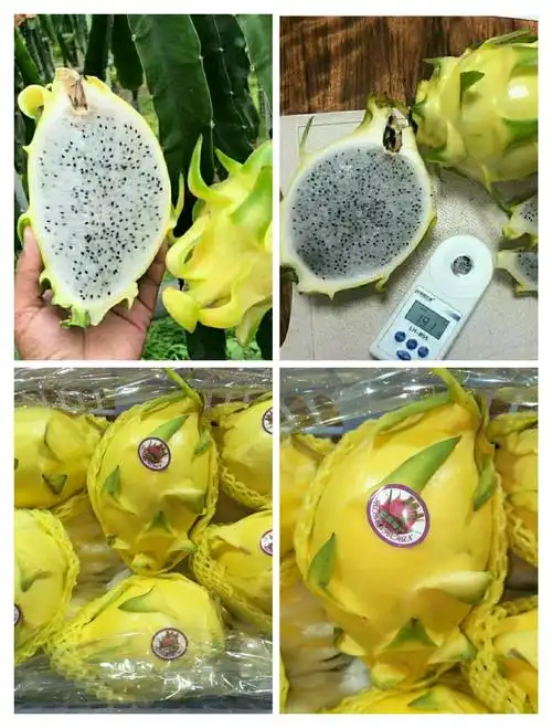 霸王龙黄皮火龙果 (补货中……)