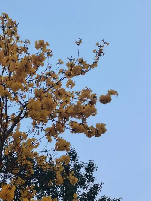 出走的念头花花是the herald of spring,今天还发现了叫莎莎草的草,长