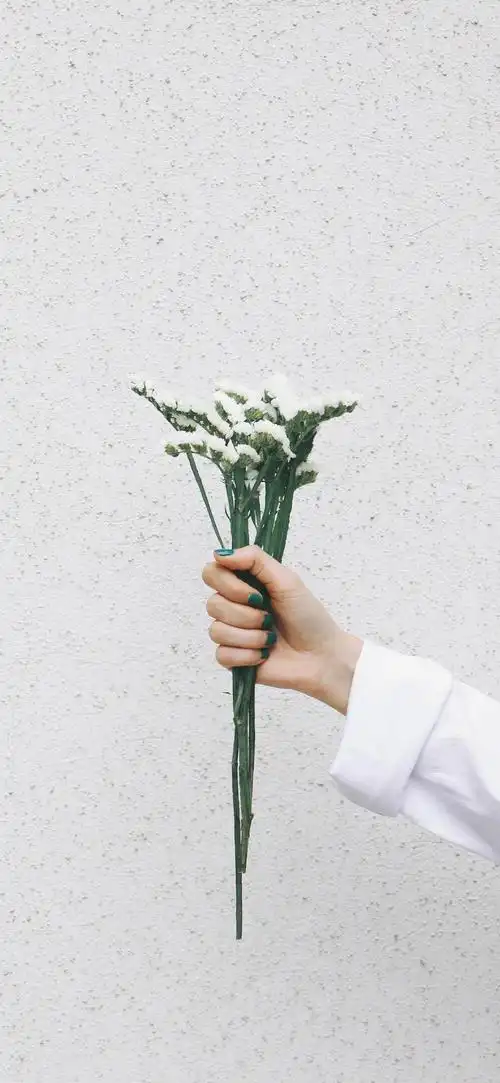 白色勿忘我ins风清新摄影,植物-手机壁纸