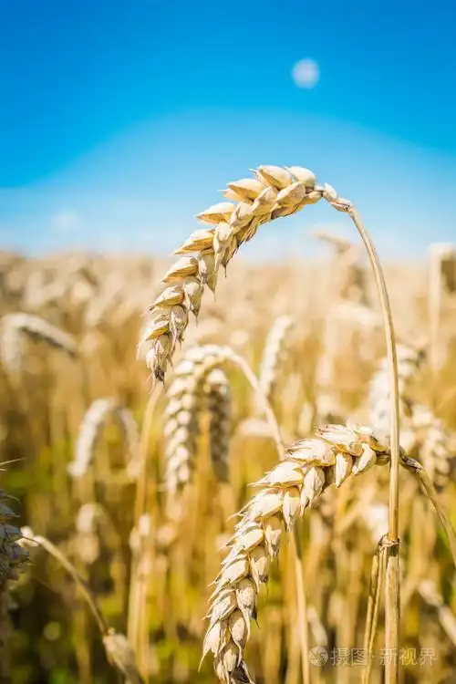 麦田金黄的麦穗关闭美丽的大自然日落景观在充满灿烂的阳光下的田园