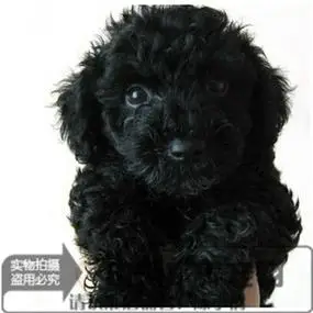 家养纯种红泰迪幼犬茶杯宠物狗泰迪狗玩具型迷你赛级灰色贵宾90q