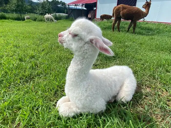 刚刚出生的小羊驼呆萌又可爱