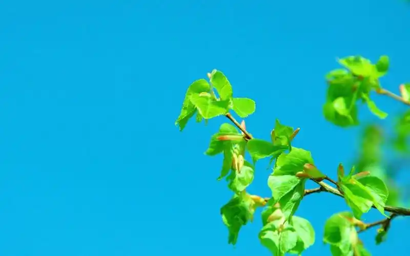 小清新养眼植物图片高清壁纸~~分享一组小清新绿色植物图片壁纸给大家