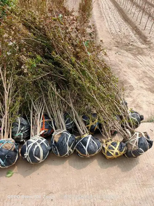 树苗价格石榴树     大家在选购石榴苗的时候要尽量选择适合当地环境