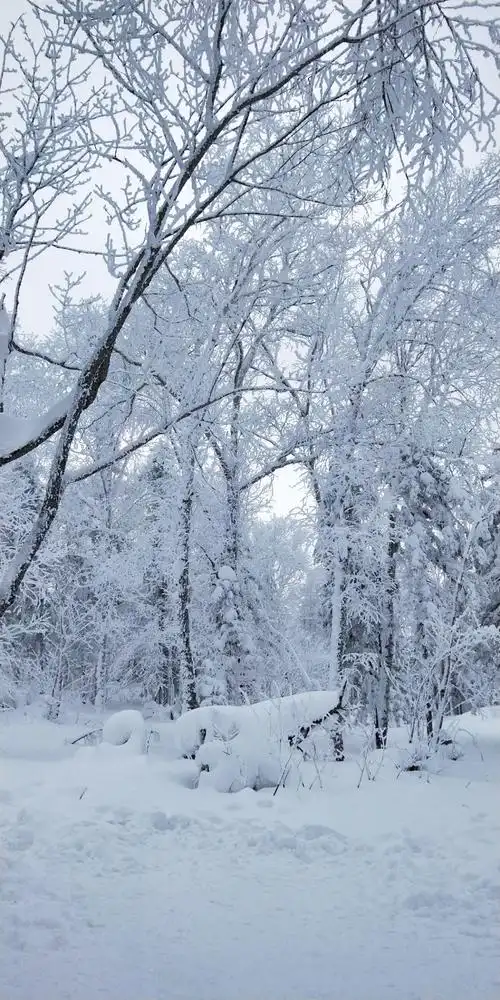 东北雪景