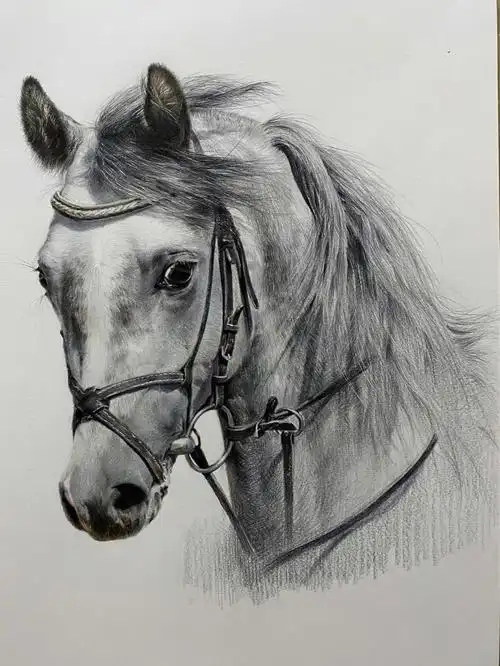 圆珠笔77彩铅动物马及一些作画步骤