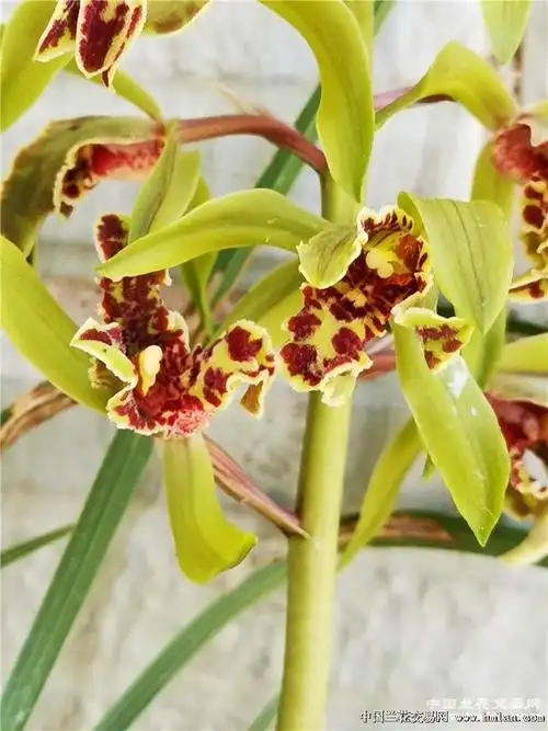 惠兰"紫砂星"-蕙兰篇-中国兰花交易网社区