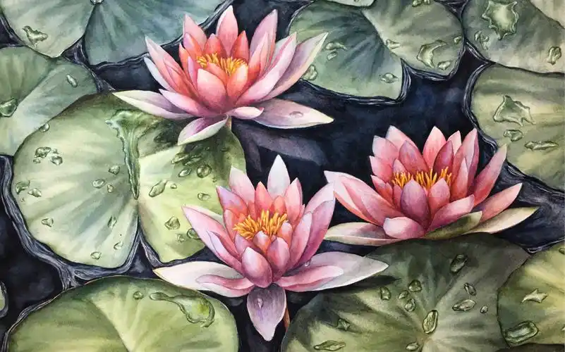 水彩 手绘 水彩睡莲 临摹付愈睡莲 露水水珠画法