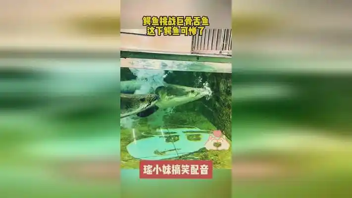鳄鱼挑战巨骨舌鱼,这下鳄鱼可惨了