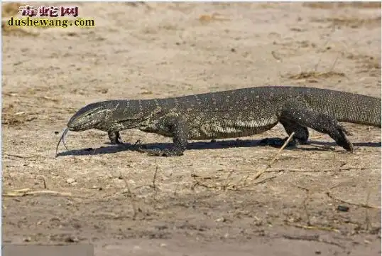 尼罗河巨蜥特征体型价格及饲养方法