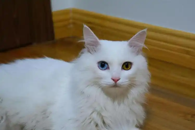 中国十大名贵猫排名虎猫(中国十大名猫)