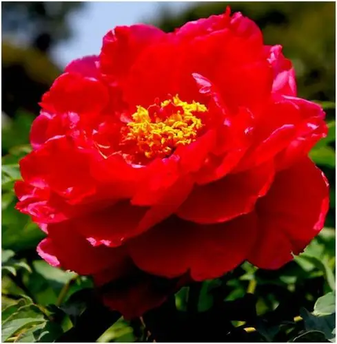 【图】雍容富贵牡丹花