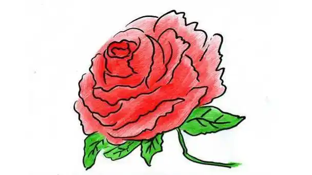 牡丹花简笔画 牡丹花简笔画图片大全 - 水彩迷