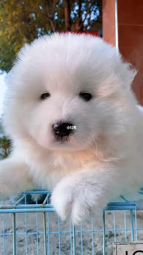 熊版萨摩耶小熊熊