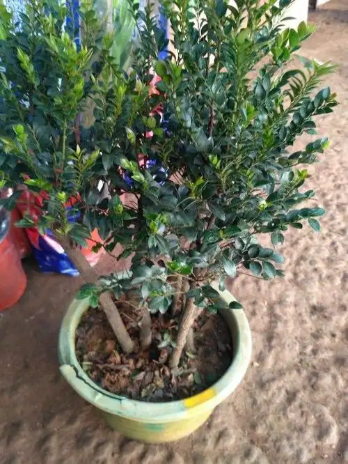 客厅养盆小叶紫檀高贵典雅香气怡人还能净化空气