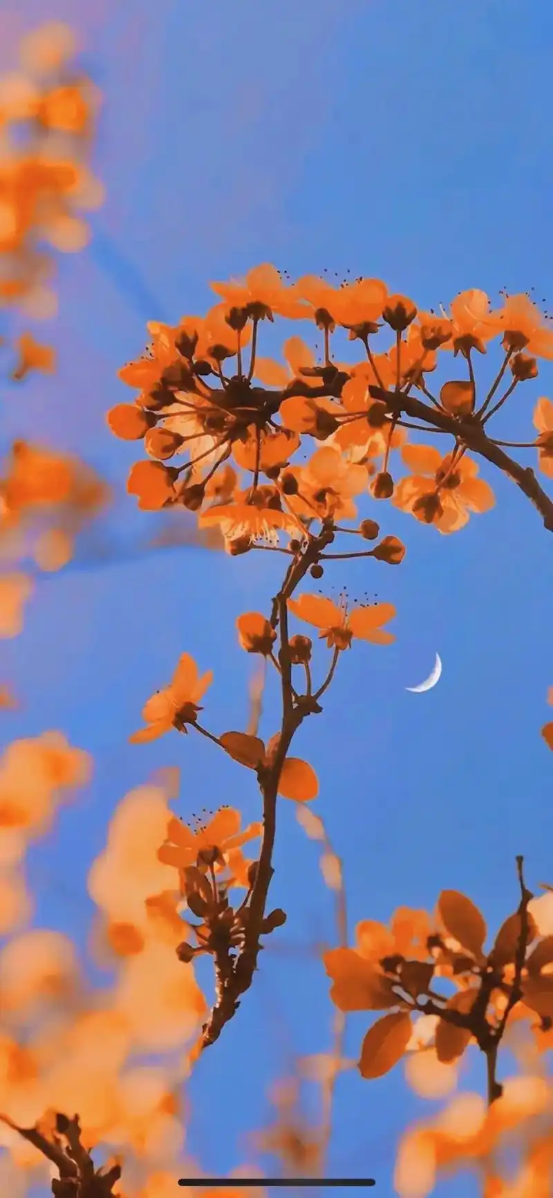 上热门 #治愈系壁纸 #唯美意境 #我负责拍摄分享你负责欣 - 抖音