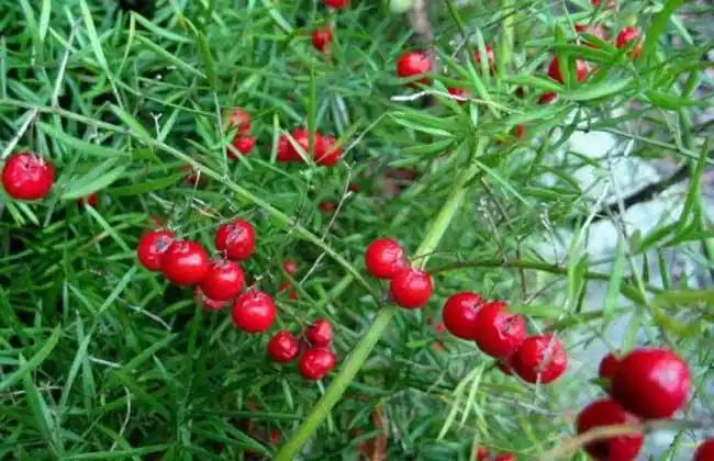 【功效】滋阴润燥,清火止咳,主治阴虚发热,咳嗽吐血,肺痿肺痈,咽喉