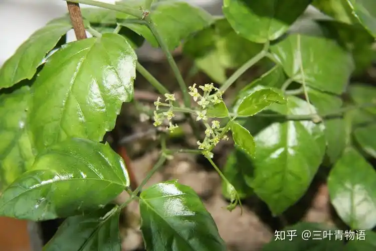 央视栏目带你了解中华魁宝三叶青