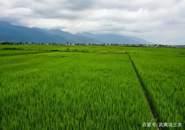 栽培水稻,掌握稻田的耕翻与整地的方式,促进水稻的生长