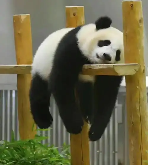 在家葛优躺才是五一的姿势