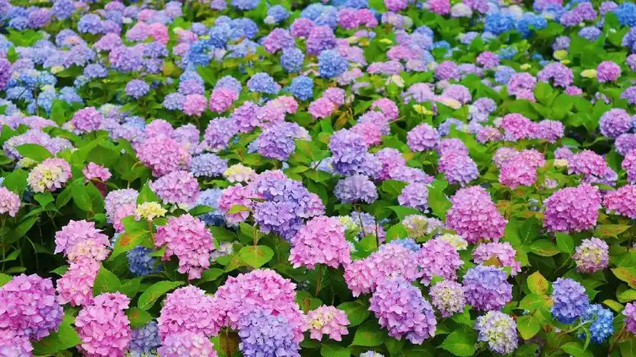 绣球花~无尽夏,是浪漫~是永恒