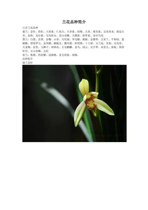 兰花普通品种介绍