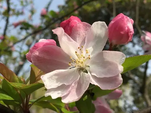 春天里的海棠花