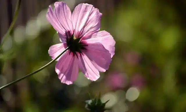 淡雅唯美的波斯菊石将军协助拍摄