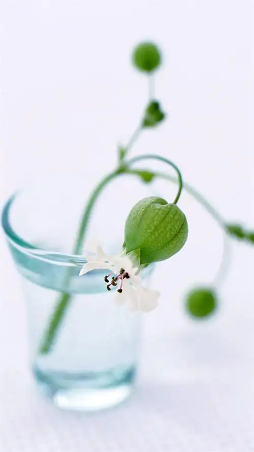 清新素雅唯美鲜花特写养眼治愈系手机壁纸