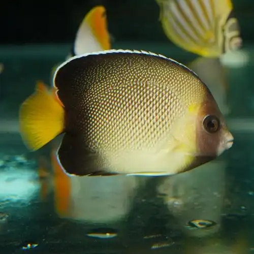 马代朱仙海水神仙鱼海鱼活鱼海水观赏鱼水族宠物鱼