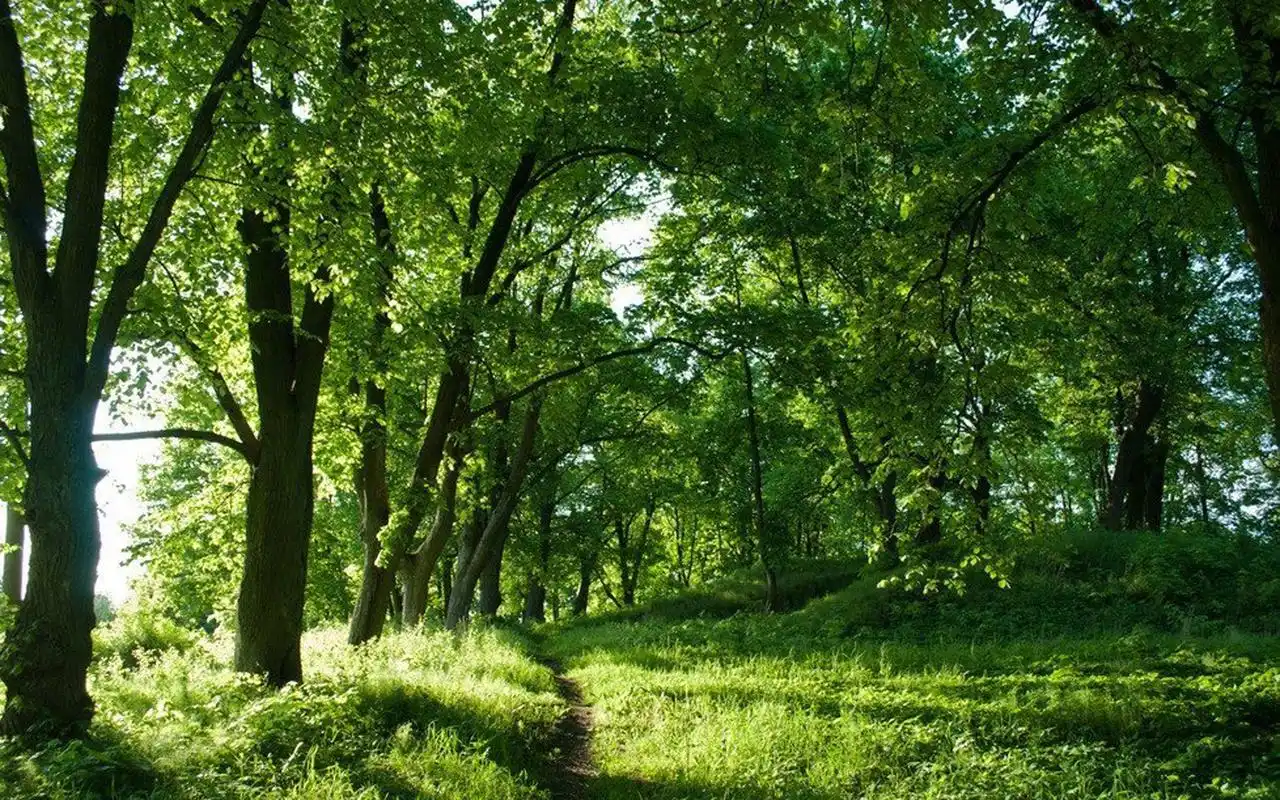 绿色护眼森林风景图片桌面壁纸高清大图预览1920x1200_风景壁纸下载