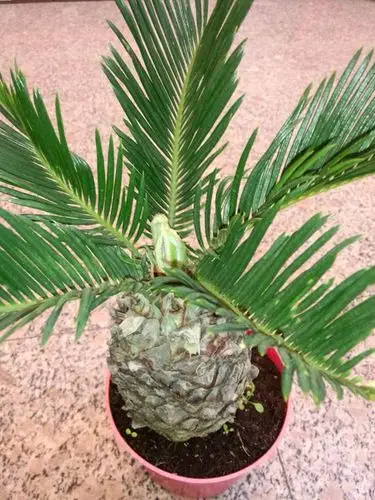 批发铁树铁树盆栽室内观叶植物桌面盆栽花卉大叶植物规格齐全