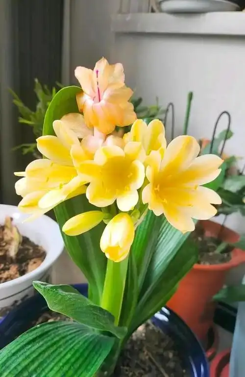 家里养"健康花",美观耐看,寓意好少得病!