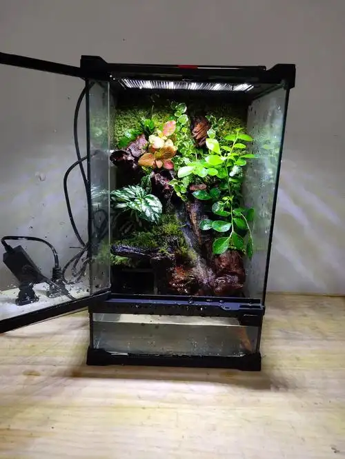 树桩造型雨林缸流水微景观植物造景水陆生态玻璃中大自然水族苔藓