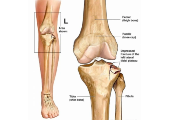 胫骨近侧端膨大,向两侧突出成为内侧踝与外侧髁.