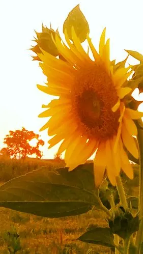 晴空,朝阳,向日葵