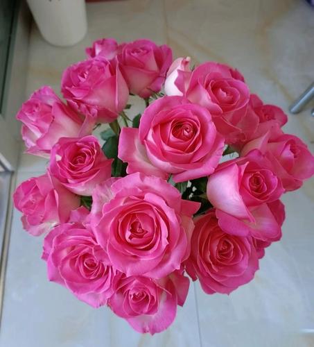 糖果雪山月季四季开花大花切花玫瑰阳台盆栽户外庭院地栽灌木花苗