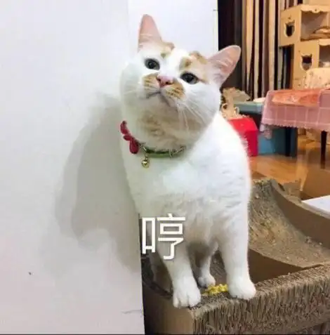 好用的猫咪表情包