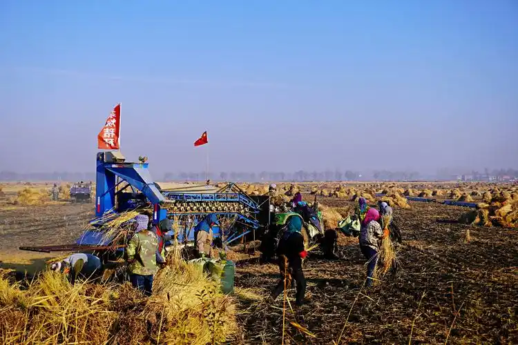 机器给水稻脱粒中