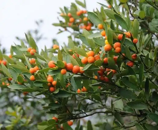 山橘的功效与作用