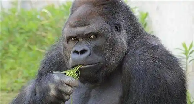 这位工作人员还说,这只黑猩猩特别的温柔,只是看起来比较凶猛