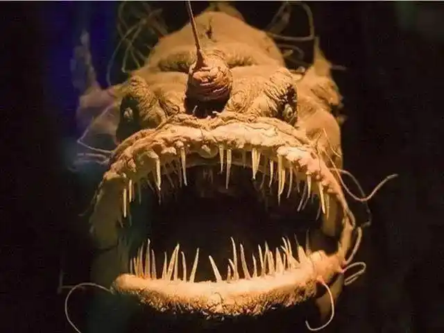 【奇闻轶事】世界上长相最恐怖的鱼类,鲨鱼跟它们比简直是微笑天使!